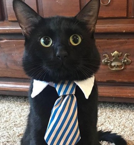Cliente Satisfecho